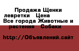 Продажа Щенки левретки › Цена ­ 40 000 - Все города Животные и растения » Собаки   